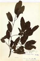 藏品(栓皮櫟)的圖片